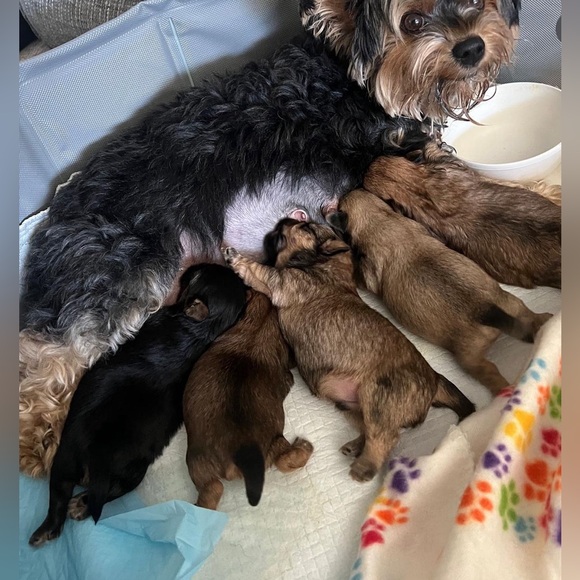 〰️ Meet your Posher, Krista 〰️ - Picture 5 of 5